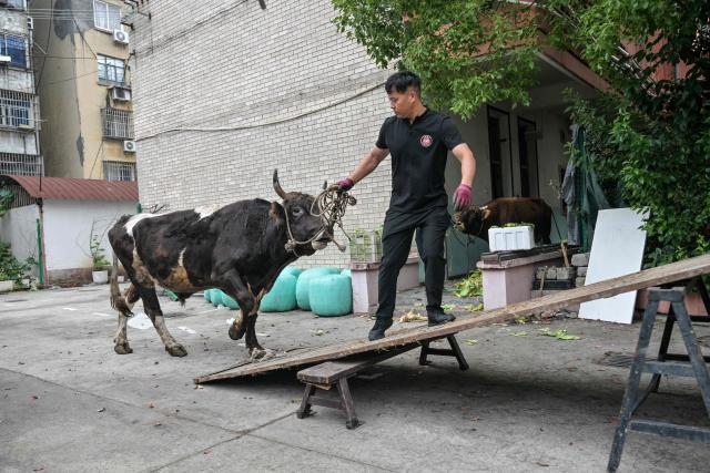 This photo taken on June 17, 2026 shows trainer Li Bo, 30, loading a bull onto a truck to transport it to the arena before the 15th China Bullfighting championship in Jiaxing, China's Zhejiang province. Chinese bull-wrestling, or "guanniu", dates back over 600 years but remains a little-known sport domestically, let alone internationally. (Photo by Hector RETAMAL / AFP) / To go with 'CHINA-CULTURE-LIFESTYLE-ANIMAL, REPORTAGE' by Rita QIAN
