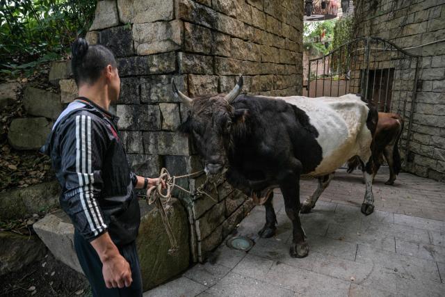 This photo taken on June 17, 2026 shows a man pulling a bull while arriving to the arena for a training session before the 15th China Bullfighting championship in Jiaxing, China's Zhejiang province. Chinese bull-wrestling, or "guanniu", dates back over 600 years but remains a little-known sport domestically, let alone internationally. (Photo by Hector RETAMAL / AFP) / To go with 'CHINA-CULTURE-LIFESTYLE-ANIMAL, REPORTAGE' by Rita QIAN