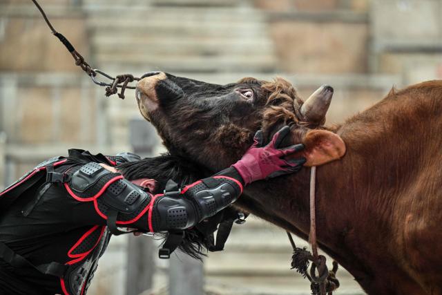 This photo taken on June 17, 2026 shows a bull wrestler grasping a bull during a training session before the 15th China Bullfighting championship at an arena in Jiaxing, China's Zhejiang province. Chinese bull-wrestling, or "guanniu", dates back over 600 years but remains a little-known sport domestically, let alone internationally. (Photo by Hector RETAMAL / AFP) / To go with 'CHINA-CULTURE-LIFESTYLE-ANIMAL, REPORTAGE' by Rita QIAN