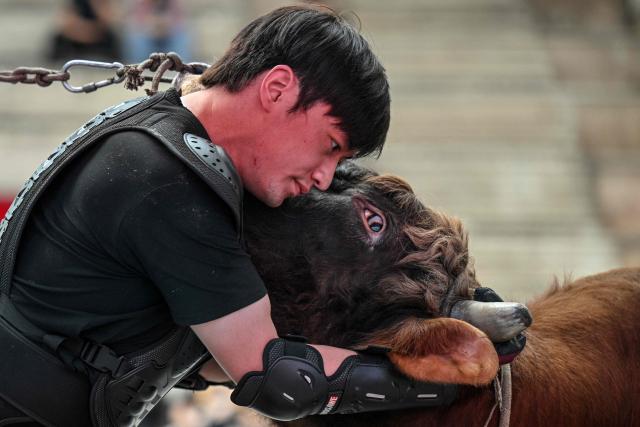 This photo taken on June 17, 2026 shows a bull wrestler grasping a bull during a training session before the 15th China Bullfighting championship at an arena in Jiaxing, China's Zhejiang province. Chinese bull-wrestling, or "guanniu", dates back over 600 years but remains a little-known sport domestically, let alone internationally. (Photo by Hector RETAMAL / AFP) / To go with 'CHINA-CULTURE-LIFESTYLE-ANIMAL, REPORTAGE' by Rita QIAN