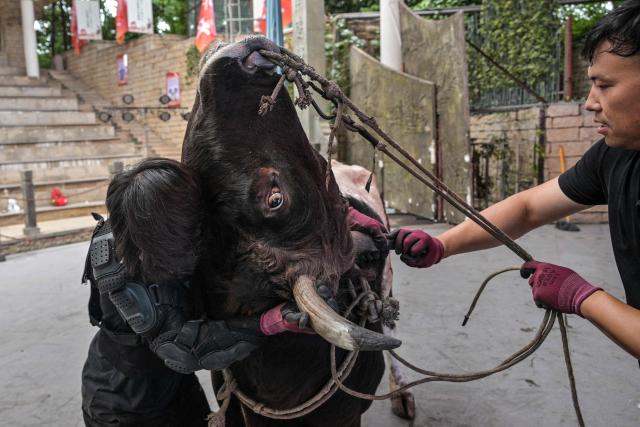 This photo taken on June 17, 2026 shows a bull wrestler grasping a bull during a training session before the 15th China Bullfighting championship at an arena in Jiaxing, China's Zhejiang province. Chinese bull-wrestling, or "guanniu", dates back over 600 years but remains a little-known sport domestically, let alone internationally. (Photo by Hector RETAMAL / AFP) / To go with 'CHINA-CULTURE-LIFESTYLE-ANIMAL, REPORTAGE' by Rita QIAN