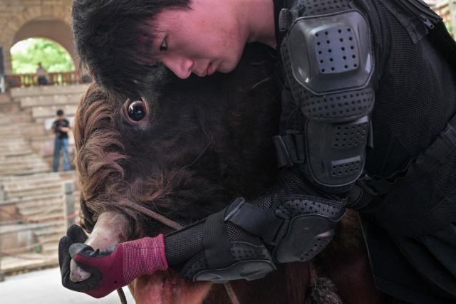 This photo taken on June 17, 2026 shows a bull wrestler grasping a bull during a training session before the 15th China Bullfighting championship at an arena in Jiaxing, China's Zhejiang province. Chinese bull-wrestling, or "guanniu", dates back over 600 years but remains a little-known sport domestically, let alone internationally. (Photo by Hector RETAMAL / AFP) / To go with 'CHINA-CULTURE-LIFESTYLE-ANIMAL, REPORTAGE' by Rita QIAN