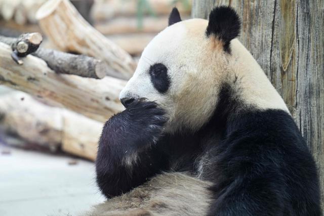 A panda is seen eating at the Chengdu research base of giant panda breeding in Chengdu, in China's southwestern Sichuan province on June 28, 2026. (Photo by Hector RETAMAL / AFP)