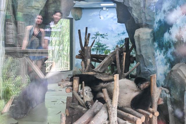 A panda is seen sleeping while visitors are reflected on the window at the Chengdu Research Base of Giant Panda Breeding in Chengdu, in China's southwestern Sichuan province on June 28, 2026. (Photo by Hector RETAMAL / AFP)