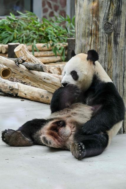 A panda is seen eating at the Chengdu research base of giant panda breeding in Chengdu, in China's southwestern Sichuan province on June 28, 2026. (Photo by Hector RETAMAL / AFP)