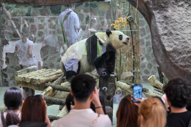 Visitors take photographs of a panda at the Chengdu research base of giant panda breeding in Chengdu, in China's southwestern Sichuan province on June 28, 2026. (Photo by Hector RETAMAL / AFP)