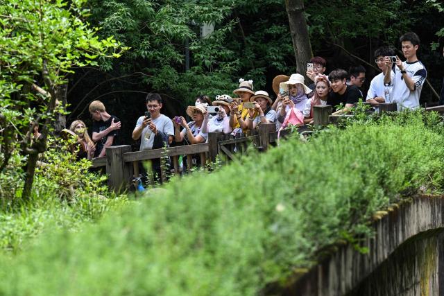 Visitors take photographs of red pandas (not pictured) at the Chengdu research base of giant panda breeding in Chengdu, in China's southwestern Sichuan province on June 28, 2026. (Photo by Hector RETAMAL / AFP)