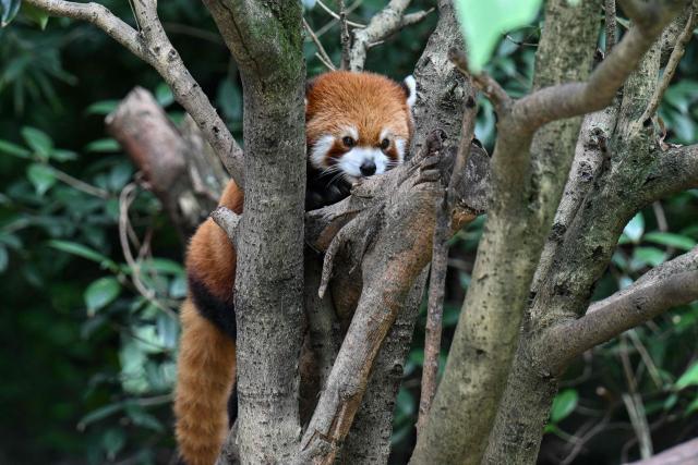 A red panda is seen climbing a tree at the Chengdu research base of giant panda breeding in Chengdu, in China's southwestern Sichuan province on June 28, 2026. (Photo by Hector RETAMAL / AFP)