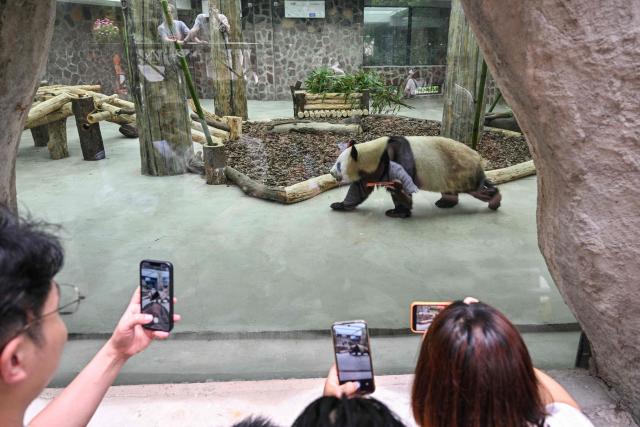 Visitors take photographs of a panda at the Chengdu Research Base of Giant Panda Breeding in Chengdu, in China's southwestern Sichuan province on June 28, 2026. (Photo by Hector RETAMAL / AFP)