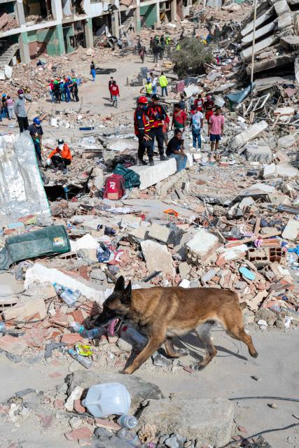 A rescue dog from the Argentine search and rescue team search for bodies in the rubble of a collapsed building in Caraballeda, La Guaira state, Venezuela, on June 28, 2026, following twin earthquakes. Thousands of rescuers, relatives and volunteers dig day and night through mounds of concrete to find survivors of the earthquakes that struck Venezuela more than three days ago, leaving nearly 1,500 dead and tens of thousands missing. (Photo by Miguel MEDINA / POOL / AFP)