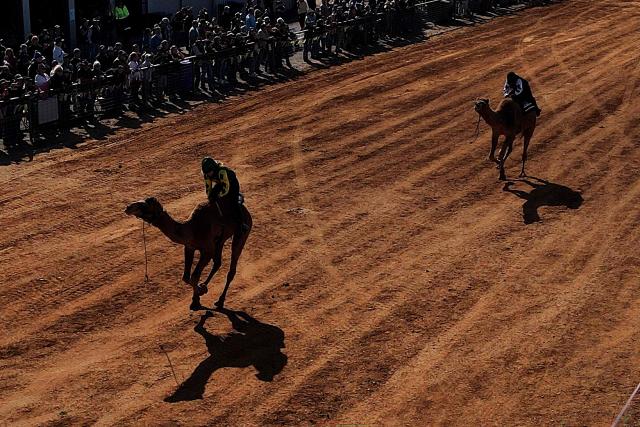 Camels race during the Marree Australasian Camel Cup meet in the South Australian outback town of Marree. The Camel Cup is a much-loved outback event celebrating camel racing, Afghan cameleer heritage, community and culture. Camels were instrumental in helping settlers open the outback of Australia to development until trains took over. (Photo by William WEST / AFP)