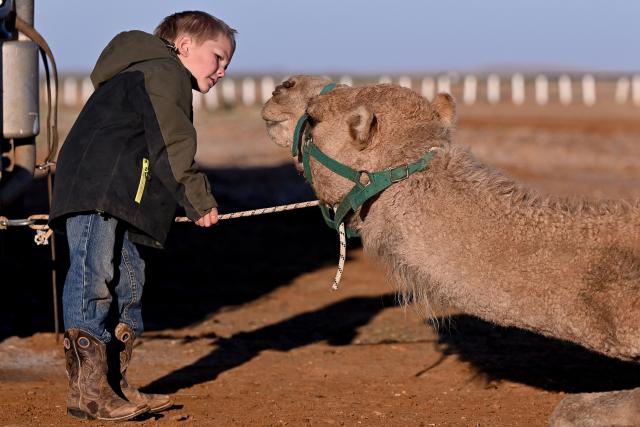 Five-year-old Clancy Woodhouse (L) helps his father, trainer Tom Woodhouse (R) as they prepare a camel for the Marree Australasian Camel Cup in the South Australian outback town of Marree on June 27, 2026. The Camel Cup is a much-loved outback event celebrating camel racing, Afghan cameleer heritage, community and culture. Camels were instrumental in helping settlers open the outback of Australia to development until trains took over. (Photo by William WEST / AFP)