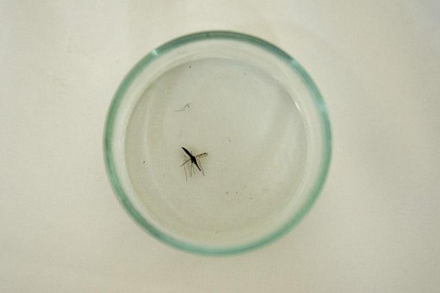 (FILES) A mosquito (Anopheles albimanus) is prepared to be studied in a laboratory at the Center for Scientific Research Caucaseco in the outskirts of Cali, Colombia, on April 25, 2012, during the World Day for the fight against malaria. Looking at a polluted river in the commune of Chirongui, in the south of Mayotte, Zarianti Houmadi is worried. “It’s really scary, the trash attracts mosquitoes,” she fears, as malaria is on the rise again in France’s 101st department. Since the beginning of the year, 244 cases have been recorded, including 25 contracted locally, according to the latest bulletin from Santй publique France (SpF) dated June 26. Several clusters stand out, particularly in the south, in Chirongui. For the whole of 2025, only 111 cases had been recorded, including five locally acquired cases. In the rest of the village, the information does not seem to have spread as quickly as the disease. “I didn’t know there was malaria in Mayotte,” says Nini Irene, standing behind her fruit and vegetable stall at the market. (Photo by Luis ROBAYO / AFP)