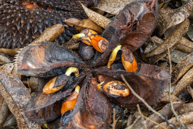 This photo taken on June 24, 2026 shows germinated seeds from 'Durian Kampung' fruit on the ground at an orchard in Karak, in Malaysia's Pahang state. Found across Southeast Asia, the spiky fruit comes in many varieties and in Malaysia, the highly prized cultivar Musang King is consumed locally and exported, mainly to China. Malaysia, which produces more than 550,000 tonnes of durian a year, is currently in its peak harvest season. (Photo by Mohd Rasfan / AFP)