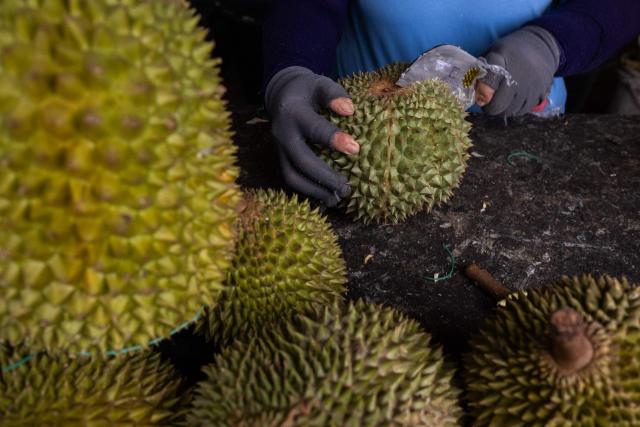 This photo taken on June 30, 2026 shows a vendor peeling a Black Thorn durian fruit with a knife at a roadside stall in Karak, in Malaysia's Pahang state. Found across Southeast Asia, the spiky fruit comes in many varieties and in Malaysia, the highly prized cultivar Musang King is consumed locally and exported, mainly to China. Malaysia, which produces more than 550,000 tonnes of durian a year, is currently in its peak harvest season. (Photo by Mohd Rasfan / AFP)