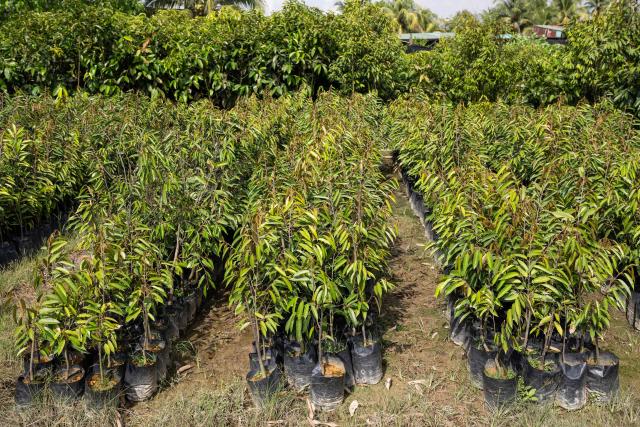 This photo taken on June 24, 2026 shows grafted Musang King durian saplings for sale at a nursery in Karak, in Malaysia's Pahang state. Found across Southeast Asia, the spiky fruit comes in many varieties and in Malaysia, the highly prized cultivar Musang King is consumed locally and exported, mainly to China. Malaysia, which produces more than 550,000 tonnes of durian a year, is currently in its peak harvest season. (Photo by Mohd Rasfan / AFP)