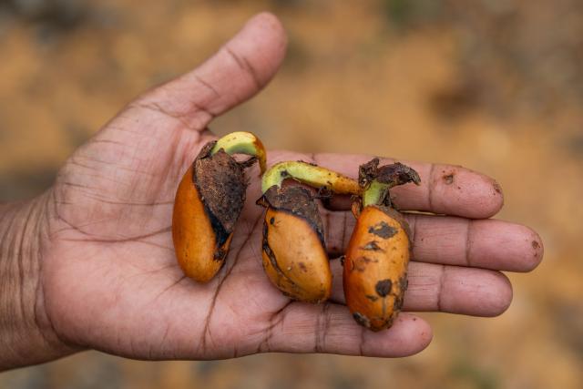 This photo taken on June 24, 2026 shows a worker holding germinated seeds of the 'Durian Kampung' durian variety collected from the ground after the fruits were consumed at an orchard in Karak, in Malaysia's Pahang state. Found across Southeast Asia, the spiky fruit comes in many varieties and in Malaysia, the highly prized cultivar Musang King is consumed locally and exported, mainly to China. Malaysia, which produces more than 550,000 tonnes of durian a year, is currently in its peak harvest season. (Photo by Mohd Rasfan / AFP)