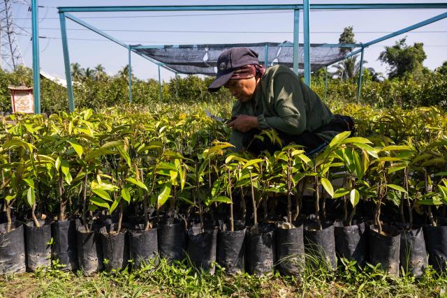 This photo taken on June 27, 2026 shows a worker removing weeds around grafted Black Thorn durian saplings at a nursery in Karak, in Malaysia's Pahang state. Found across Southeast Asia, the spiky fruit comes in many varieties and in Malaysia, the highly prized cultivar Musang King is consumed locally and exported, mainly to China. Malaysia, which produces more than 550,000 tonnes of durian a year, is currently in its peak harvest season. (Photo by Mohd Rasfan / AFP)