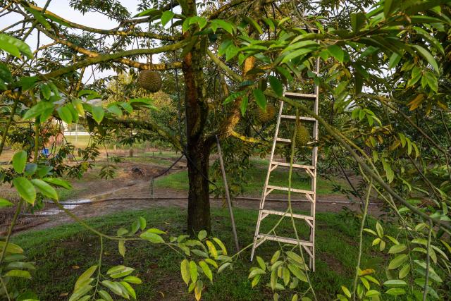 This photo taken on June 28, 2026 shows a Black Thorn durian tree laden with fruit at an orchard in Karak, in Malaysia's Pahang state. Found across Southeast Asia, the spiky fruit comes in many varieties and in Malaysia, the highly prized cultivar Musang King is consumed locally and exported, mainly to China. Malaysia, which produces more than 550,000 tonnes of durian a year, is currently in its peak harvest season. (Photo by Mohd Rasfan / AFP)