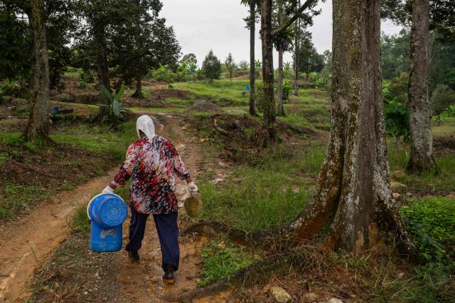 This photo taken on June 24, 2026 shows a worker carrying a 'Durian Kampung' fruit from an orchard in Karak, in Malaysia's Pahang state. Found across Southeast Asia, the spiky fruit comes in many varieties and in Malaysia, the highly prized cultivar Musang King is consumed locally and exported, mainly to China. Malaysia, which produces more than 550,000 tonnes of durian a year, is currently in its peak harvest season. (Photo by Mohd Rasfan / AFP)