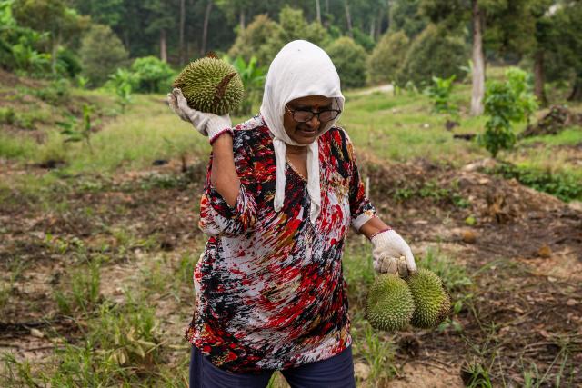 This photo taken on June 24, 2026 shows a worker carrying 'Durian Kampung' durians after collecting them from an orchard in Karak, in Malaysia's Pahang state. Found across Southeast Asia, the spiky fruit comes in many varieties and in Malaysia, the highly prized cultivar Musang King is consumed locally and exported, mainly to China. Malaysia, which produces more than 550,000 tonnes of durian a year, is currently in its peak harvest season. (Photo by Mohd Rasfan / AFP)