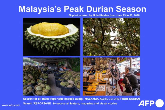 AFP presents a visual story of 36 pictures by AFP photographer Mohd Rasfan taken from June 23 to 30, 2026 of Malaysia's peak durian harvest season and related activities in Karak, Bentong, and Kuala Lumpur. Found across Southeast Asia, the spiky fruit comes in many varieties and in Malaysia, the highly prized cultivar Musang King is consumed locally and exported, mainly to China. Malaysia, which produces more than 550,000 tonnes of durian a year, is currently in its peak harvest season.

Search for all these reportage images using: MALAYSIA - AGRICULTURE - FRUIT - DURIAN

Search "REPORTAGE" to source all feature, magazine and visual stories. (Photo by Mohd Rasfan / AFP)