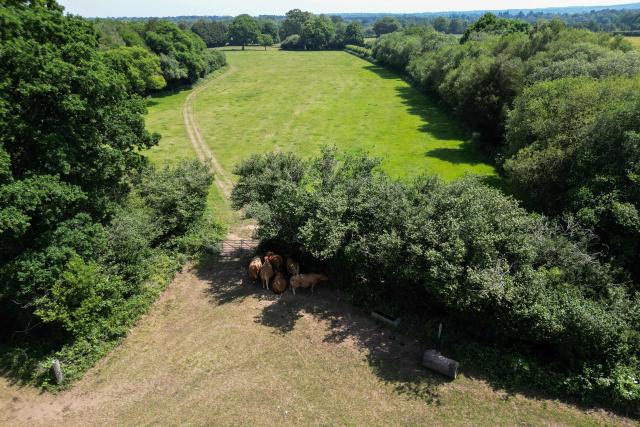 (FILES) An aerial photo shows cows sheltering from the heat of the sun, under the shade of a tree in the cattle field of a farm near Milford, southern England on June 25, 2026, during a heatwave. England chalked up its warmest June since records began in 1884, the Met Office weather service said on on July 1, 2026, after a month that saw temperatures soar to new highs. (Photo by JUSTIN TALLIS / AFP)