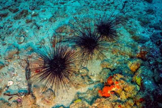 (FILES) Dying long-spined sea urchins are pictured about 10 metres underwater on the Mediterranean sea floor off the shore of Lebanon's northern coastal city of Batroun on January 7, 2024. According to the European Union's Copernicus Marine Service, the world's oceans just experienced their hottest June on record, global average sea surface temperatures in June were 20.98C, beating the previous records of 2023 and 2024, and could set fresh highs in the months ahead as El Nino and climate change drive temperatures even higher, scientists said on July 01, 2026. (Photo by Ibrahim CHALHOUB / AFP)