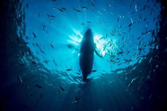 (FILES) Fish swim around a kayak photographed from underwater in a cove off Portofino, Italy on September 9, 2015. According to the European Union's Copernicus Marine Service, the world's oceans just experienced their hottest June on record, global average sea surface temperatures in June were 20.98C, beating the previous records of 2023 and 2024, and could set fresh highs in the months ahead as El Nino and climate change drive temperatures even higher, scientists said on July 01, 2026. (Photo by Olivier MORIN / AFP)