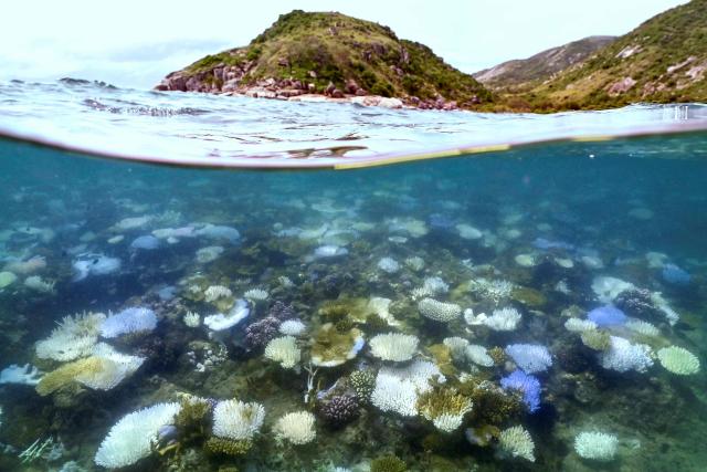 (FILES) (FILES) This underwater photo taken on April 5, 2024, shows bleached and dead coral around Lizard Island on the Great Barrier Reef, located 270 kilometres (167 miles) north of the city of Cairns. According to the European Union's Copernicus Marine Service, the world's oceans just experienced their hottest June on record, global average sea surface temperatures in June were 20.98C, beating the previous records of 2023 and 2024, and could set fresh highs in the months ahead as El Nino and climate change drive temperatures even higher, scientists said on July 01, 2026. (Photo by DAVID GRAY / AFP)
