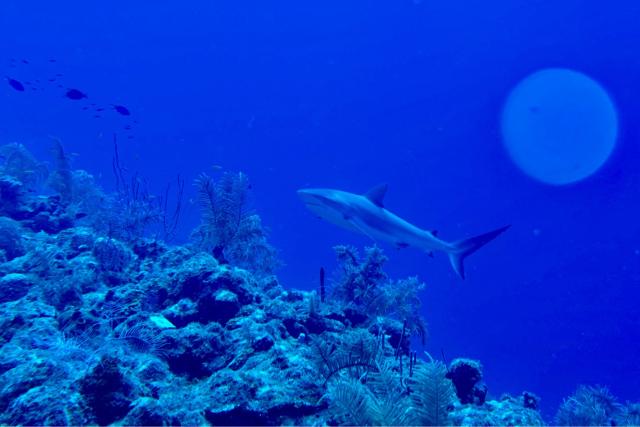 (FILES) This underwater photograph shows a tiger shark at a depth of 20 meters off Providencia Island, in the Colombian Caribbean Sea, on November 17, 2025. According to the European Union's Copernicus Marine Service, the world's oceans just experienced their hottest June on record, global average sea surface temperatures in June were 20.98C, beating the previous records of 2023 and 2024, and could set fresh highs in the months ahead as El Nino and climate change drive temperatures even higher, scientists said on July 01, 2026. (Photo by Miguel MEDINA / AFP)