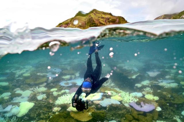 (FILES) In this underwater photo taken on April 5, 2024, marine biologist Anne Hoggett snorkels to inspect and record bleached and dead coral around Lizard Island on the Great Barrier Reef, located 270 kilometres (167 miles) north of the city of Cairns. According to the European Union's Copernicus Marine Service, the world's oceans just experienced their hottest June on record, global average sea surface temperatures in June were 20.98C, beating the previous records of 2023 and 2024, and could set fresh highs in the months ahead as El Nino and climate change drive temperatures even higher, scientists said on July 01, 2026. (Photo by DAVID GRAY / AFP) / To go with Australia-Climate-Conversation-Reef by Laura CHUNG