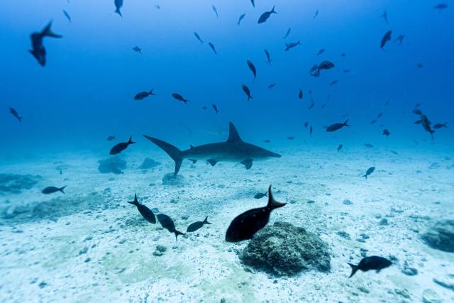 (FILES) Underwater image of a hummerhead shark (C) with other fish at the North Seymour Island dive site in the Galapagos archipelago, Ecuador, taken on March 8, 2024. According to the European Union's Copernicus Marine Service, the world's oceans just experienced their hottest June on record, global average sea surface temperatures in June were 20.98C, beating the previous records of 2023 and 2024, and could set fresh highs in the months ahead as El Nino and climate change drive temperatures even higher, scientists said on July 01, 2026. (Photo by Ernesto BENAVIDES / AFP)
