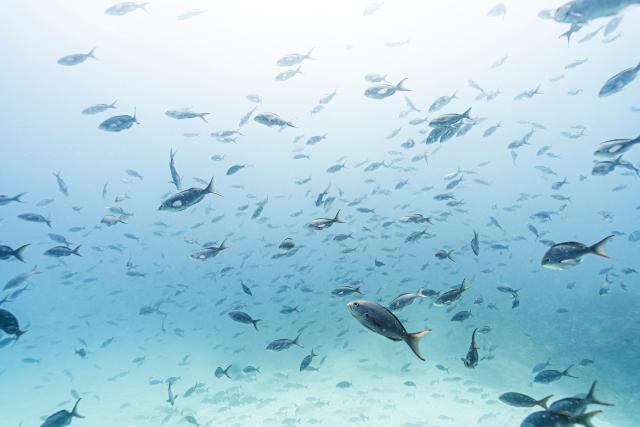 (FILES) Underwater image of fish at the North Seymour Island dive site in the Galapagos archipelago, Ecuador, taken on March 8, 2024. According to the European Union's Copernicus Marine Service, the world's oceans just experienced their hottest June on record, global average sea surface temperatures in June were 20.98C, beating the previous records of 2023 and 2024, and could set fresh highs in the months ahead as El Nino and climate change drive temperatures even higher, scientists said on July 01, 2026. (Photo by Ernesto BENAVIDES / AFP)