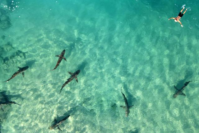 (FILES) A free-diver swims next to Sandbar sharks in the Mediterranean sea near the northern Israeli coastal city of Hadera, on December 30, 2022. According to the European Union's Copernicus Marine Service, the world's oceans just experienced their hottest June on record, global average sea surface temperatures in June were 20.98C, beating the previous records of 2023 and 2024, and could set fresh highs in the months ahead as El Nino and climate change drive temperatures even higher, scientists said on July 01, 2026. (Photo by JACK GUEZ / AFP)