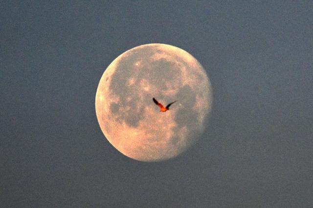 A bird flies in front of the moon during a Russian missile strike on the Ukrainian capital Kyiv on July 2, 2026, amid the Russian invasion in Ukraine. (Photo by Sergei SUPINSKY / AFP)