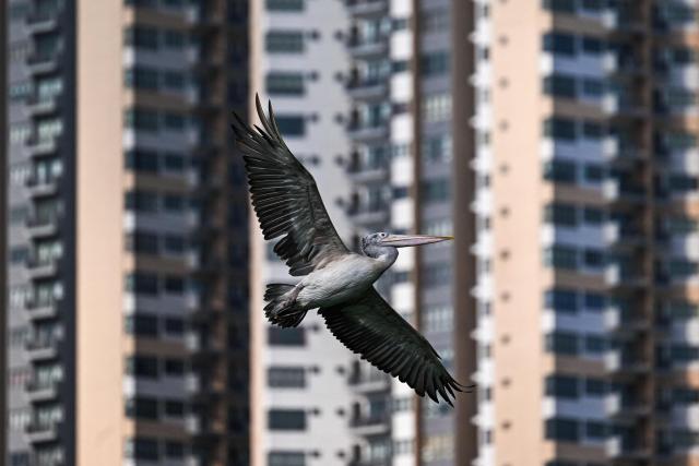 A pelican flies past high-rise apartments in Colombo on July 2, 2026. (Photo by Ishara S. KODIKARA / AFP)
