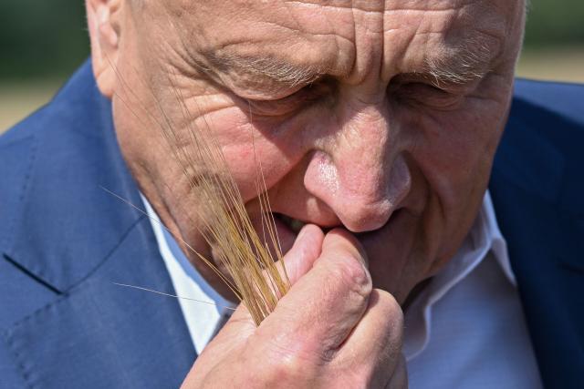 Joachim Rukwied, President of the German Farmers' Association (Deutscher Bauernverband) checks a grain of winter barley for moisture and quality during a press event marking the official start of the 2026 grain harvest in Gross Machnow, eastern Germany, on July 2, 2026. (Photo by RALF HIRSCHBERGER / AFP)