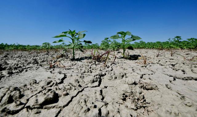 (FILES) This picture shows dry soil in a sunflower field near the Po River Delta at Scardovari, Italy, northeast Italy, on June 26, 2026. Veneto, a region in north-eastern Italy, declared a state of emergency on July 2, 2026 due to the drought affecting it, with 28% less rainfall over the first five months of the year compared with 2025, on July 2, 2026 (Photo by Stefano RELLANDINI / AFP)