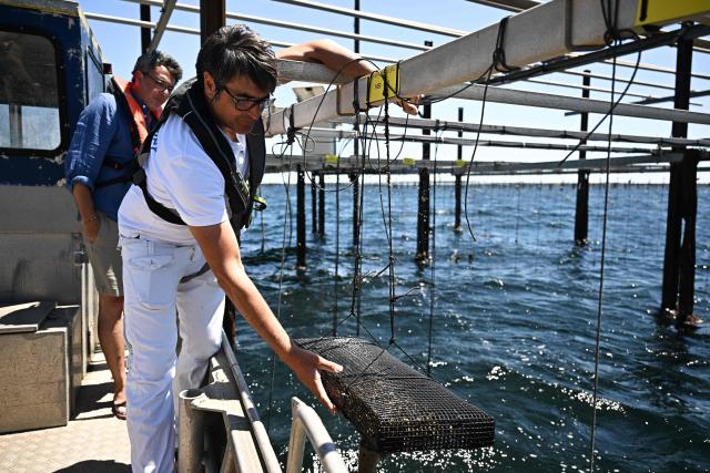 A scientific researcher harvests a batch of oysters to measure the consequences of water warming of the Etang de Thau, during a media day organised by French Research Institute for Exploitation of the Sea (Ifremer) near Sete, southern France, on July 2, 2026. The world's oceans just experienced their hottest June on record and could set fresh highs in the months ahead as El Nino and climate change drive temperatures even higher, scientists said on July 1. (Photo by Gabriel BOUYS / AFP)