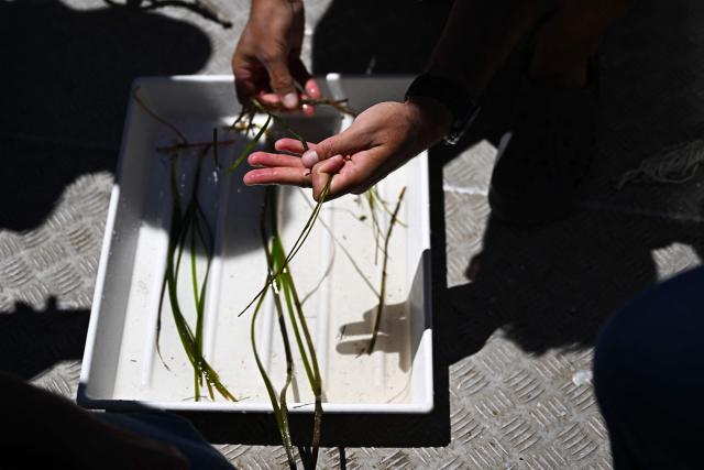 A scientific researcher holds seaweeds collected to measure the consequences of water warming of the Etang de Thau during a media day organised by French Research Institute for Exploitation of the Sea (Ifremer) near Sete, southern France, on July 2, 2026. The world's oceans just experienced their hottest June on record and could set fresh highs in the months ahead as El Nino and climate change drive temperatures even higher, scientists said on July 1. (Photo by Gabriel BOUYS / AFP)