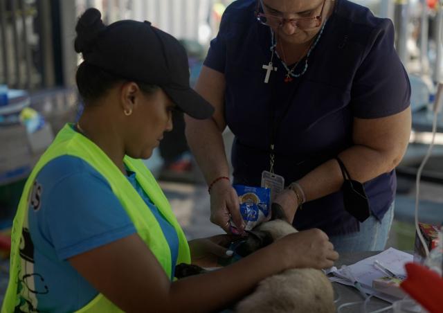 A cat receives medical attention in a McDonald's restaurant that was turned into a shelter and makeshift hospital to assist earthquake victims, in Caraballeda, La Guaira, on July 1, 2026. More than a week after the earthquakes struck, there is little chance of finding additional survivors from the two earthquakes that killed nearly 2,500 people, destroyed entire residential buildings, and left tens of thousands missing. (Photo by Rosali Hernandez / AFP)