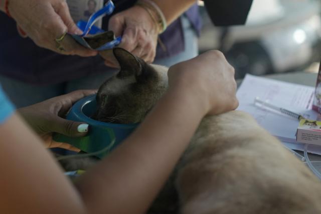 A cat receives medical attention in a McDonald's restaurant that was turned into a shelter and makeshift hospital to assist earthquake victims, in Caraballeda, La Guaira, on July 1, 2026. More than a week after the earthquakes struck, there is little chance of finding additional survivors from the two earthquakes that killed nearly 2,500 people, destroyed entire residential buildings, and left tens of thousands missing. (Photo by Rosali Hernandez / AFP)