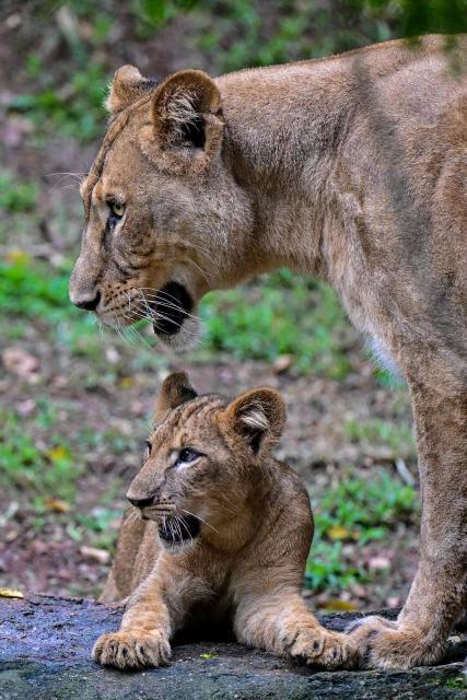 An African lioness along with a cub is pictured in an enclosure at the National Zoological Gardens in Dehiwala near Colombo on July 3, 2026 marking the zoo's 90th anniversary. (Photo by Ishara S. KODIKARA / AFP)