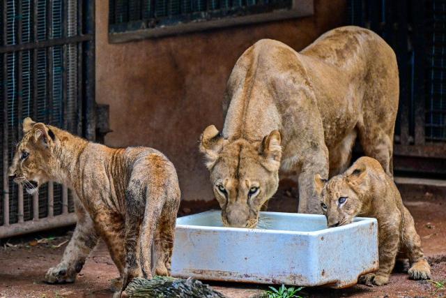 An African lioness along with its cubs is pictured in an enclosure at the National Zoological Gardens in Dehiwala near Colombo on July 3, 2026 marking the zoo's 90th anniversary. (Photo by Ishara S. KODIKARA / AFP)