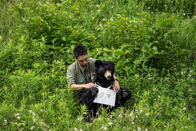 A staff member prepares a stuffed bear used as a target during an emergency response drill for bear and other wildlife intrusions, in Isehara, Kanagawa Prefecture on July 3, 2026. (Photo by Yuichi YAMAZAKI / AFP)
