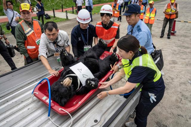 City officials and a police officer carry a bear dummy onto a truck during an emergency response drill for bear and other wildlife intrusions, in Isehara, Kanagawa Prefecture on July 3, 2026. (Photo by Yuichi YAMAZAKI / AFP)