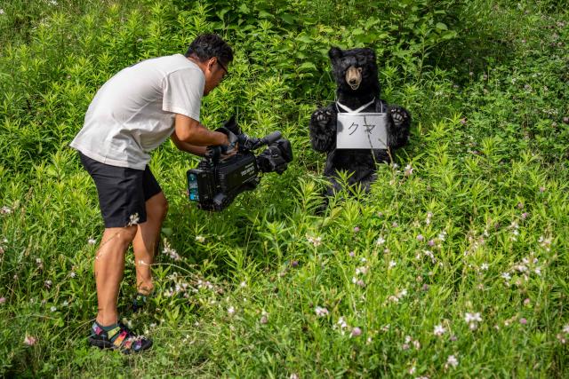 A TV crew films a stuffed bear used as a target during an emergency response drill for bear and other wildlife intrusions, in Isehara, Kanagawa Prefecture on July 3, 2026. (Photo by Yuichi YAMAZAKI / AFP)