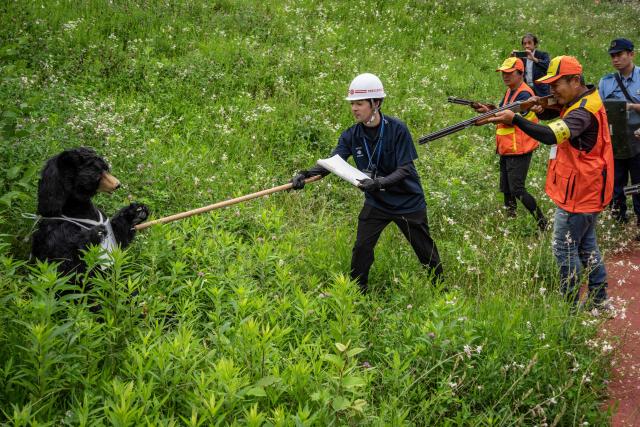 Local hunters (R) aim training rifles as a city official (C) prods a bear dummy with a pole to confirm its death during an emergency response drill for bear and other wildlife intrusions, in Isehara, Kanagawa Prefecture on July 3, 2026. (Photo by Yuichi YAMAZAKI / AFP)