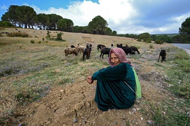 A woman poses for a picture as her animals graze in the village of Ain Draham in northwestern Tunisia's Jendouba governorate on July 3, 2026. (Photo by FETHI BELAID / AFP)